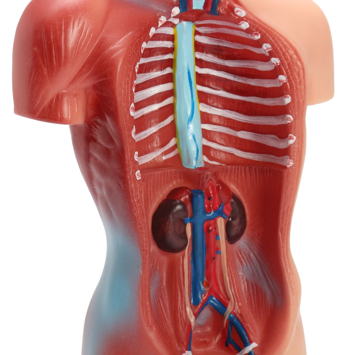 Human Torso Body Anatomy Model Viscera Heart Brain Skeleton Medical Aid Teach